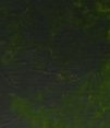 Griffin Alkyd 37ml Permanent Sap Green