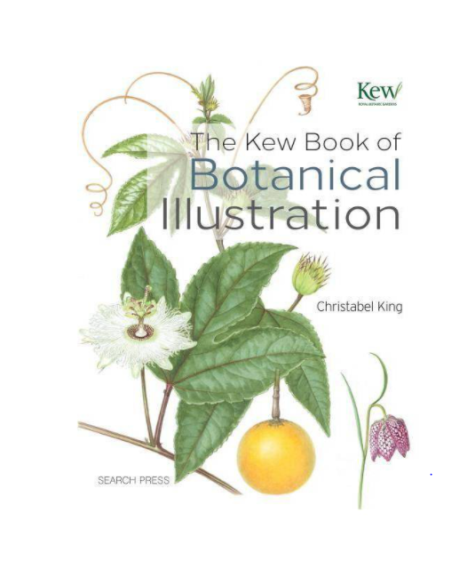 Kew botanical illustration 